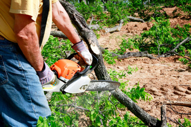 The Steps Involved in Our Tree Care Process in Obion, TN